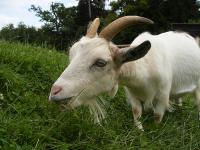 goat