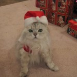 Наш кот почти тигр, символ нового года:) 